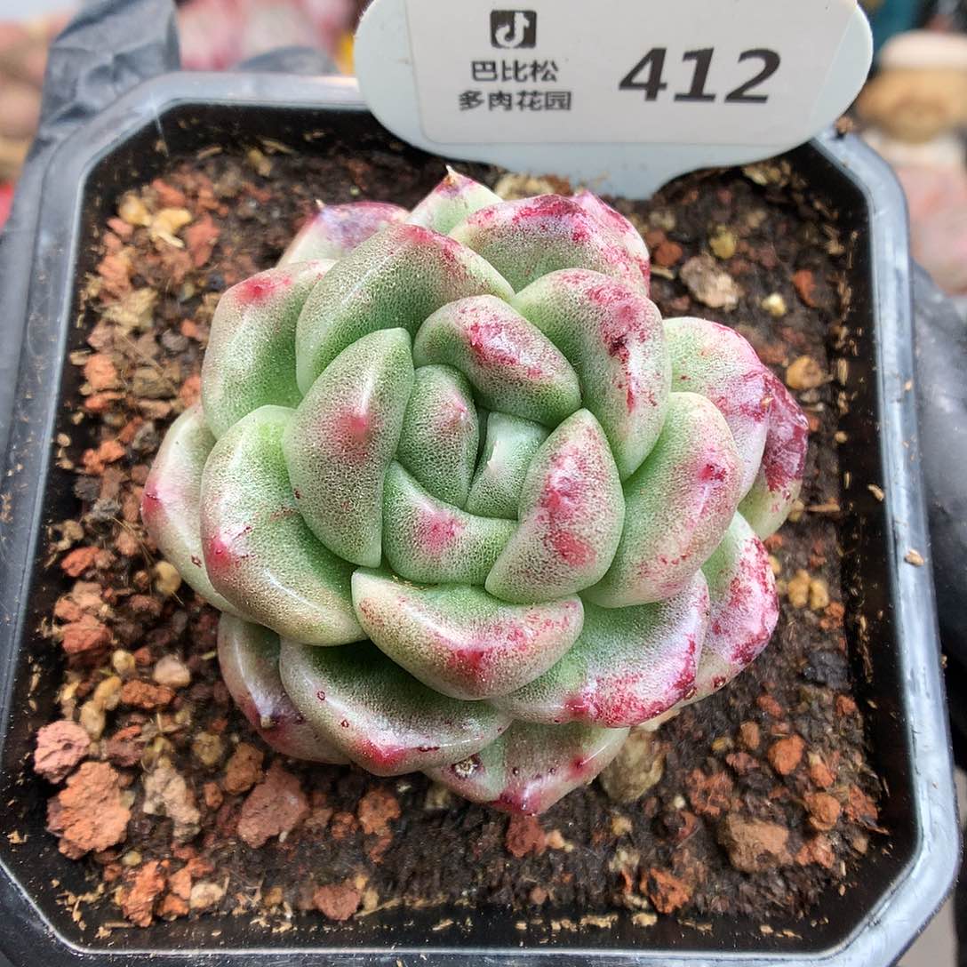 412 东云石化锦多肉