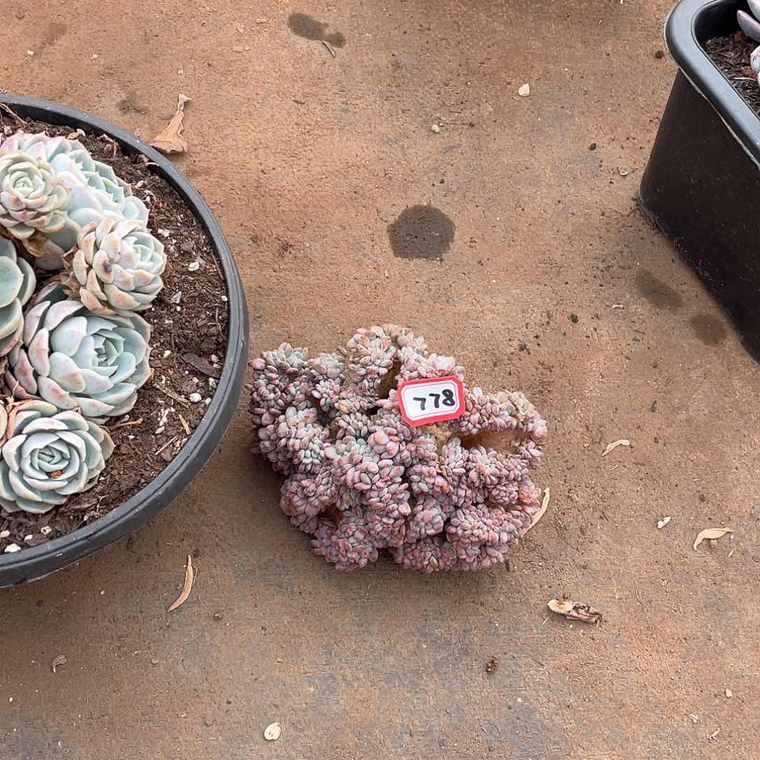 778玛瑙缀一物一拍多肉