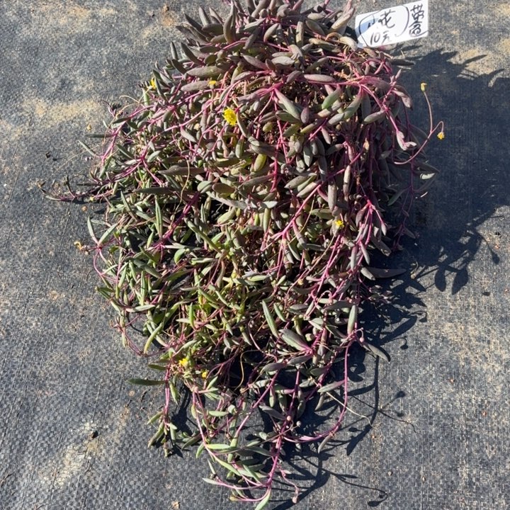 ****多肉植物一物一拍