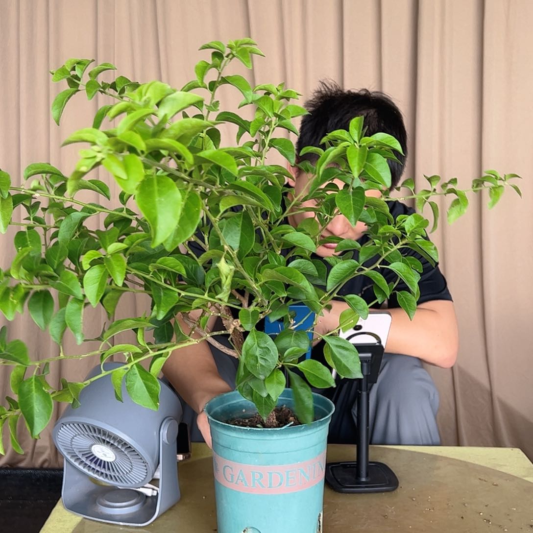 卡雅塔中一颗三角梅