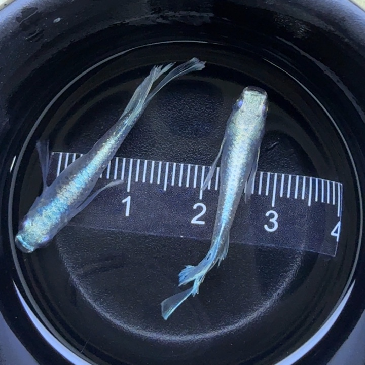 海水鱼天使翼69号，公