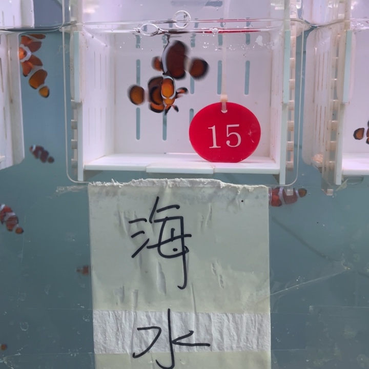 海水鱼精品玛瑙2条3.5-4