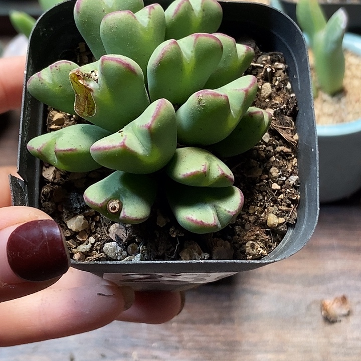 红边少将一物一拍236