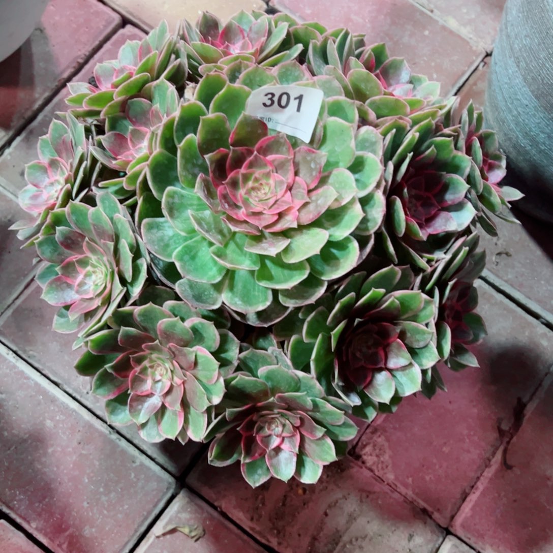 301莲花座法师多肉植物