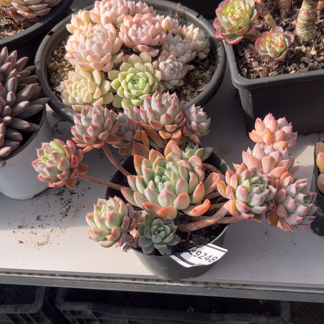 艾莎公主多肉植物29248