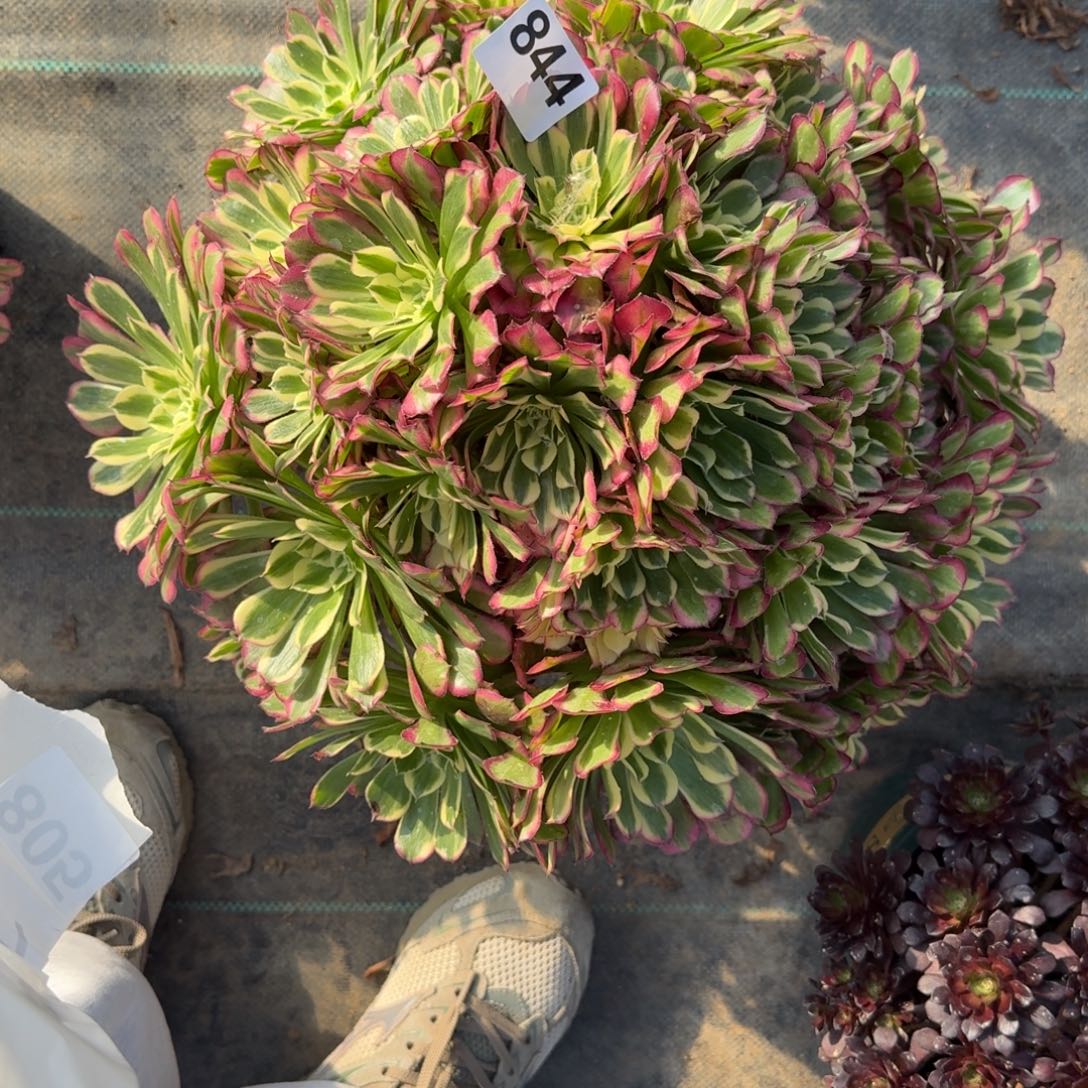 844巨大祝融多肉植物福利