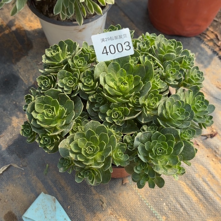 树玫瑰多肉法师4003