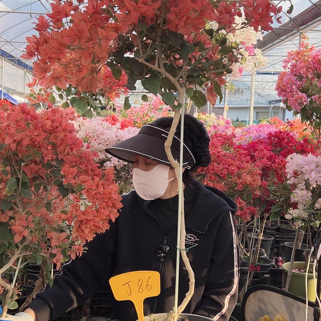 秋***天大部分花苞少量开放J86布理扎