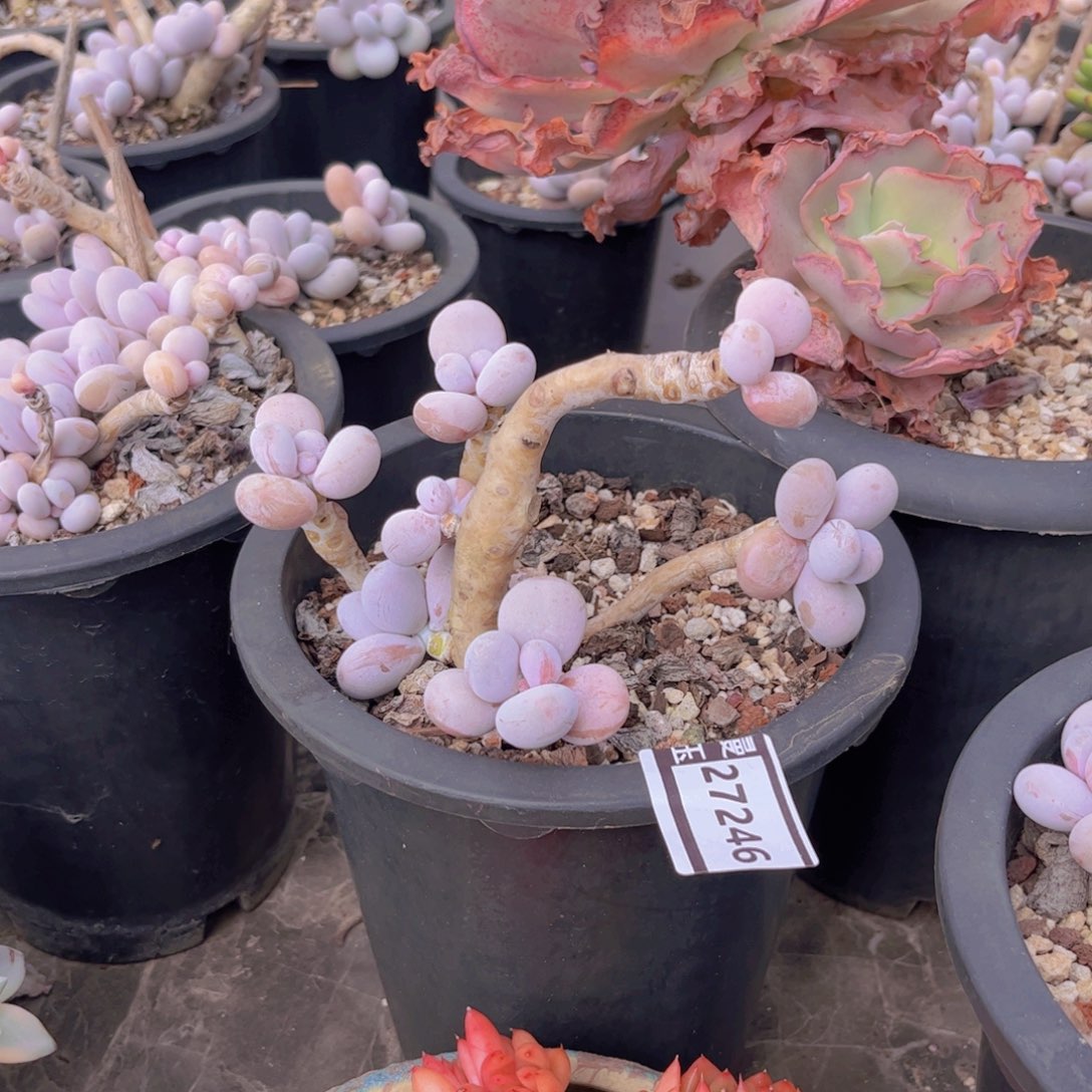 刘***a原始奶多肉植物27246