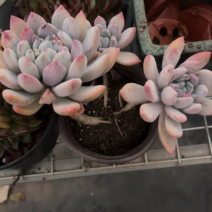 意***愿在于它可以成为更大