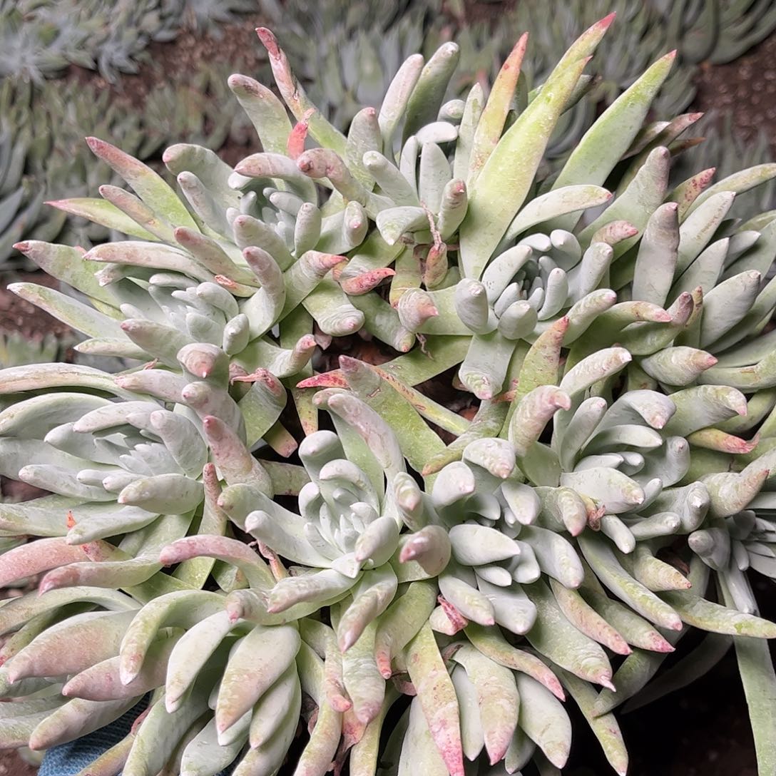 2676蓦然一白菊仙女杯多肉