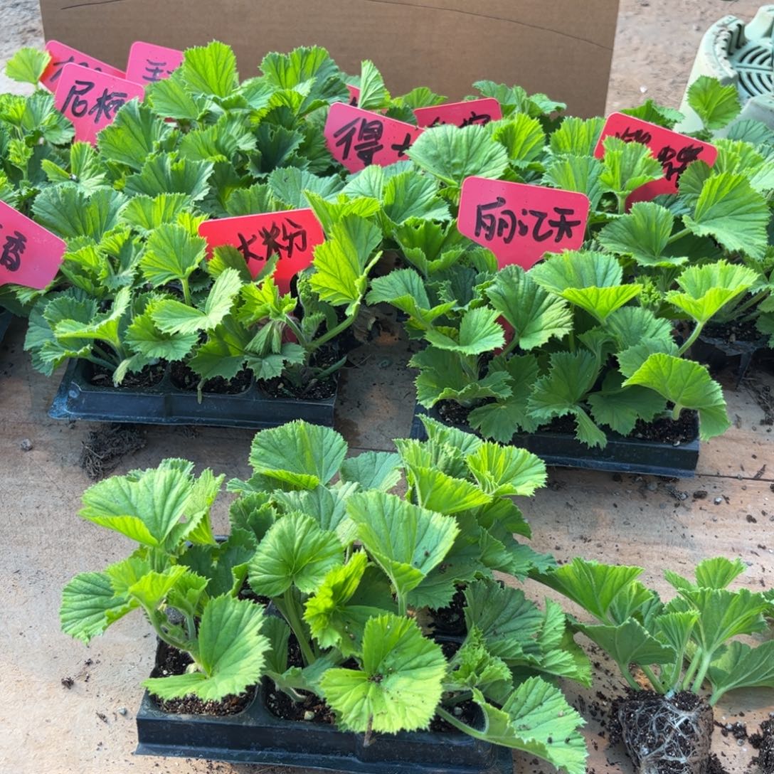 完全开放12颗 12品种。