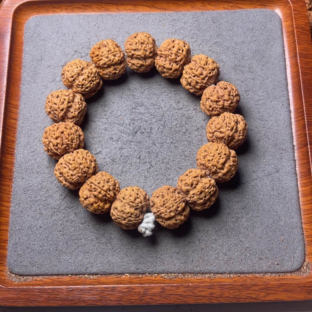 菩提19号金刚菩提深沟梅花22