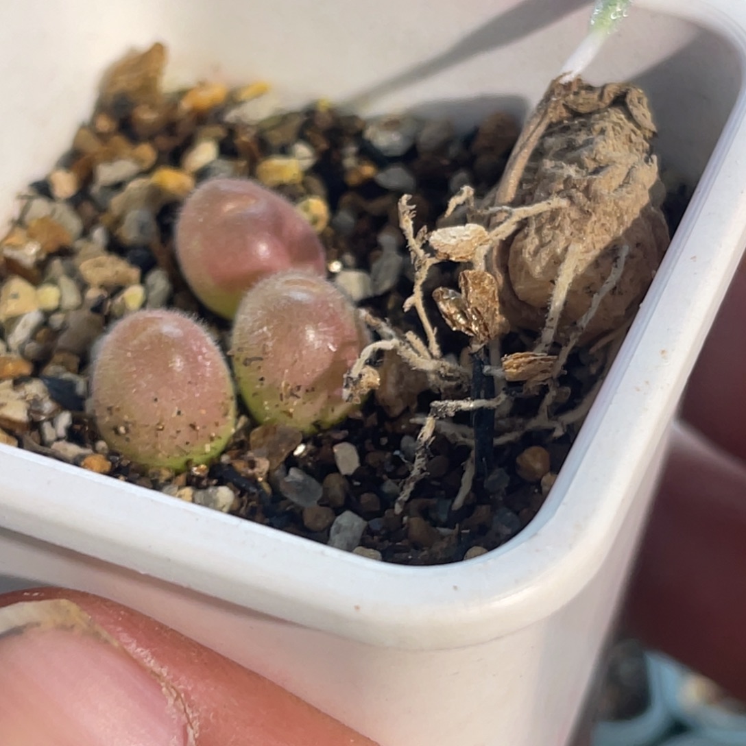 A***郭冰晶海带植物一物一拍