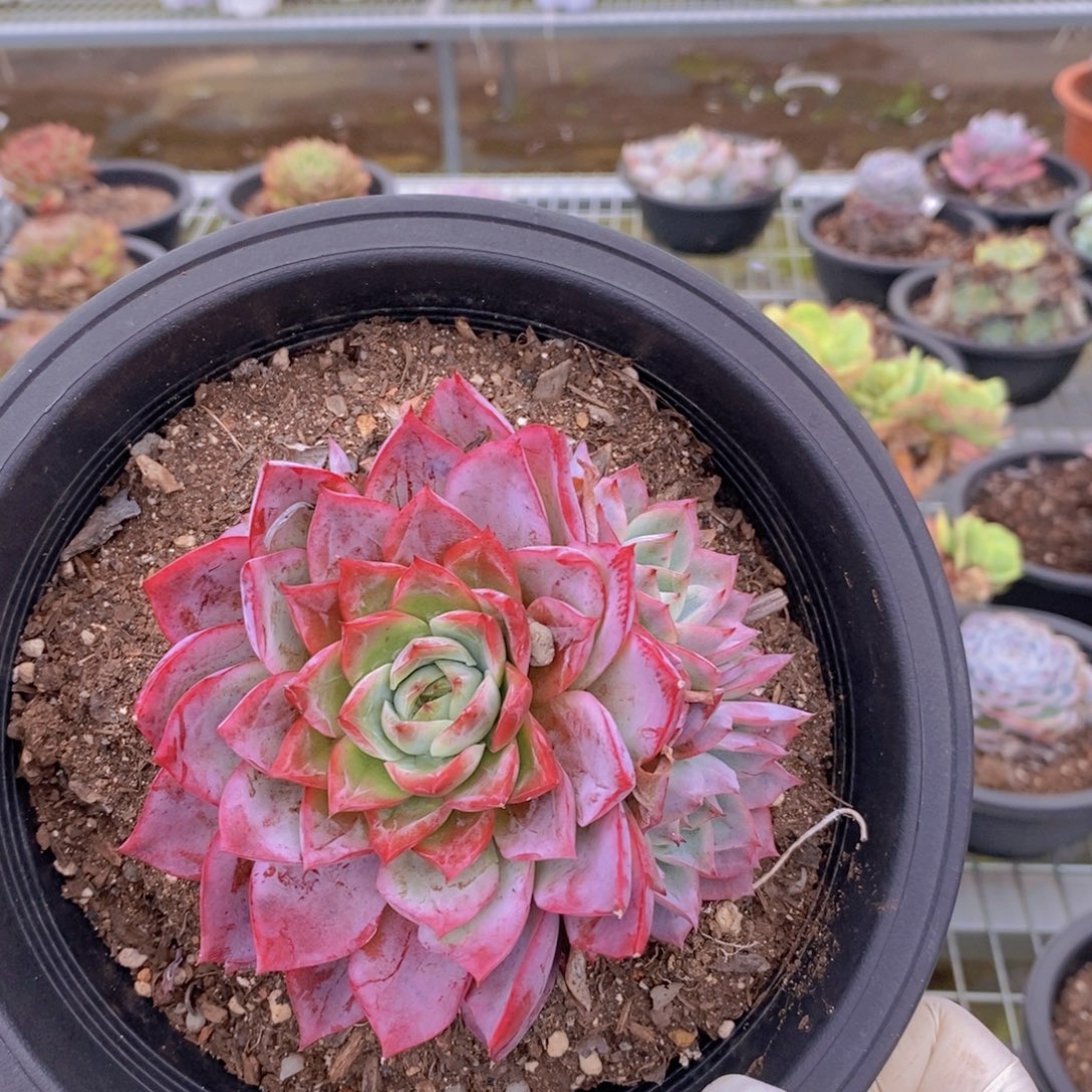 6083蓝龙单头带崽一物一拍