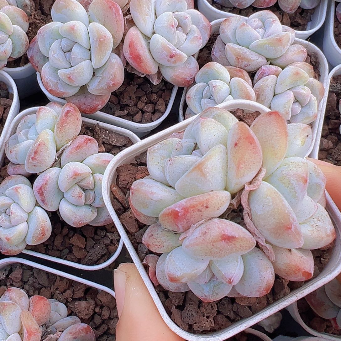 5.5盆精品冰玉群1颗