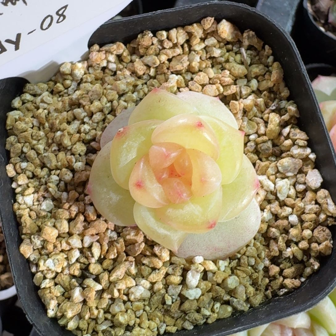 0130-08-晴川三单头上