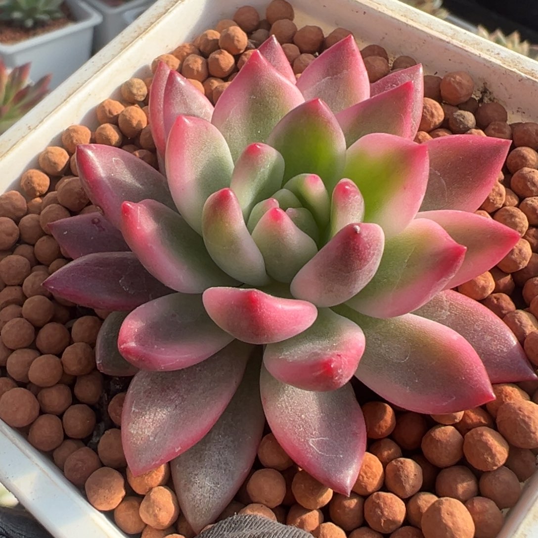 拉菲锦（独家）覆轮锦