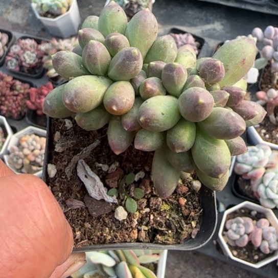 116千代田缀多肉植物多