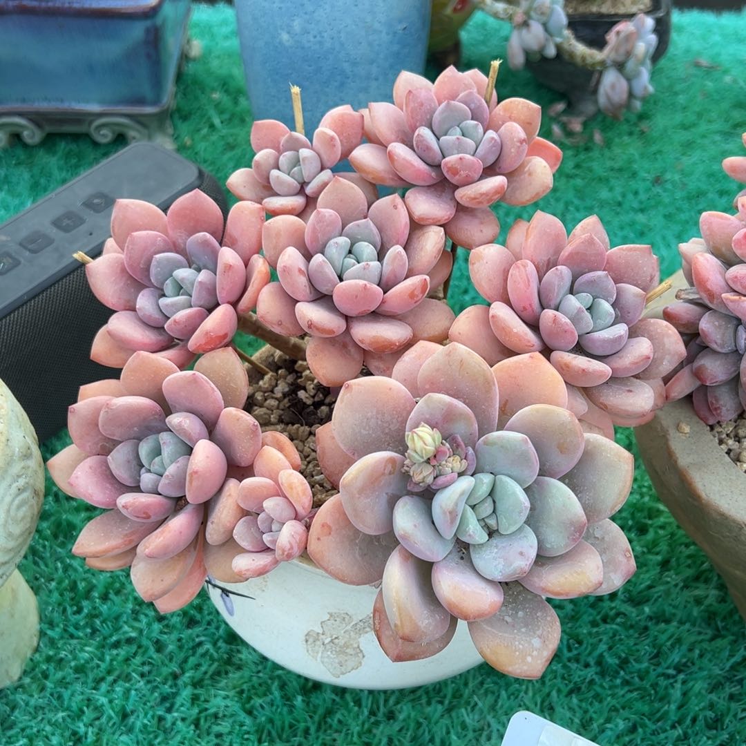 白露，，，，，，，，，，，，