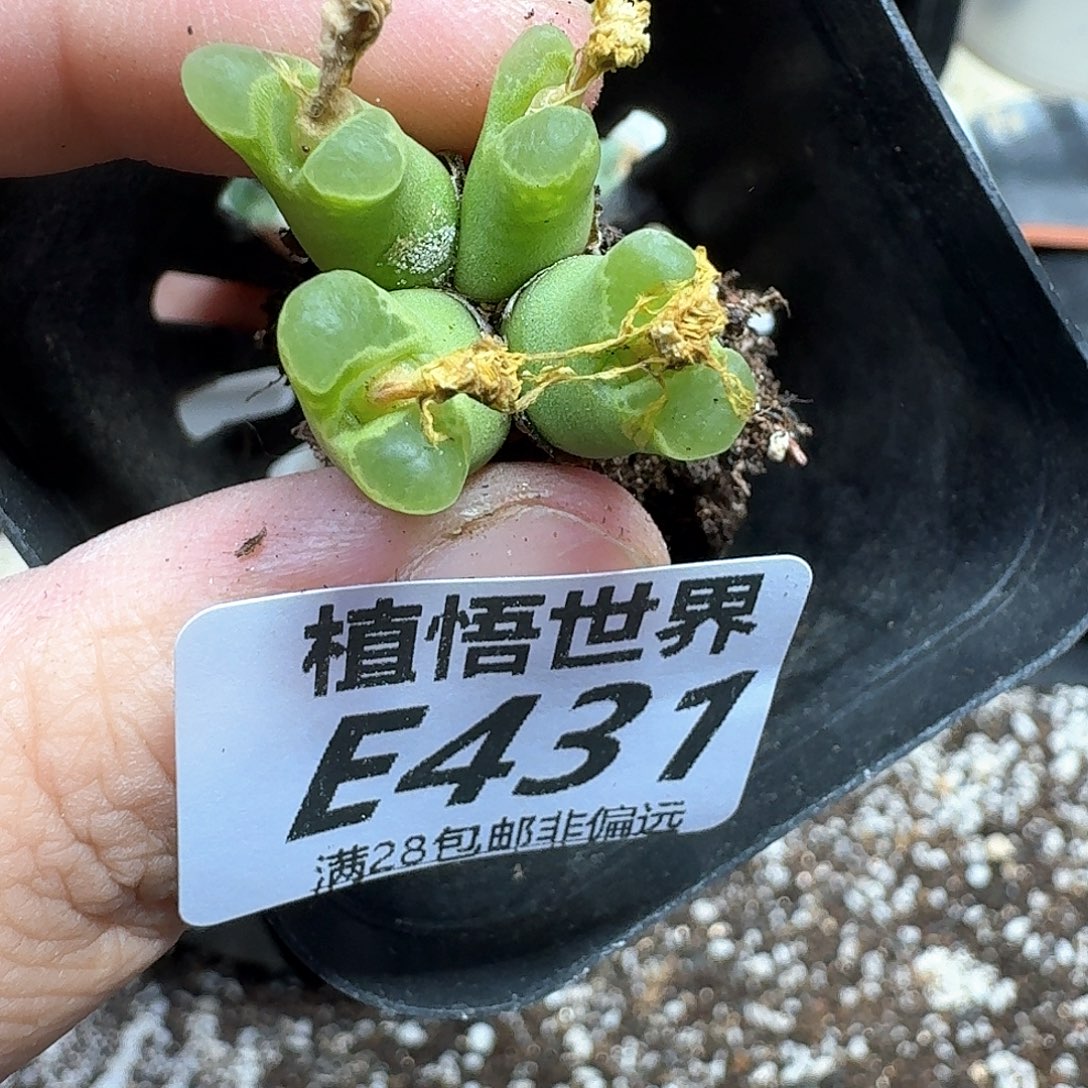 多肉植物新人生的润泽fg