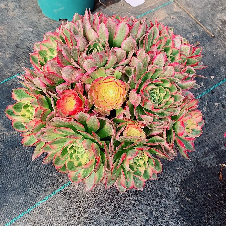 海王法师图片多肉植物