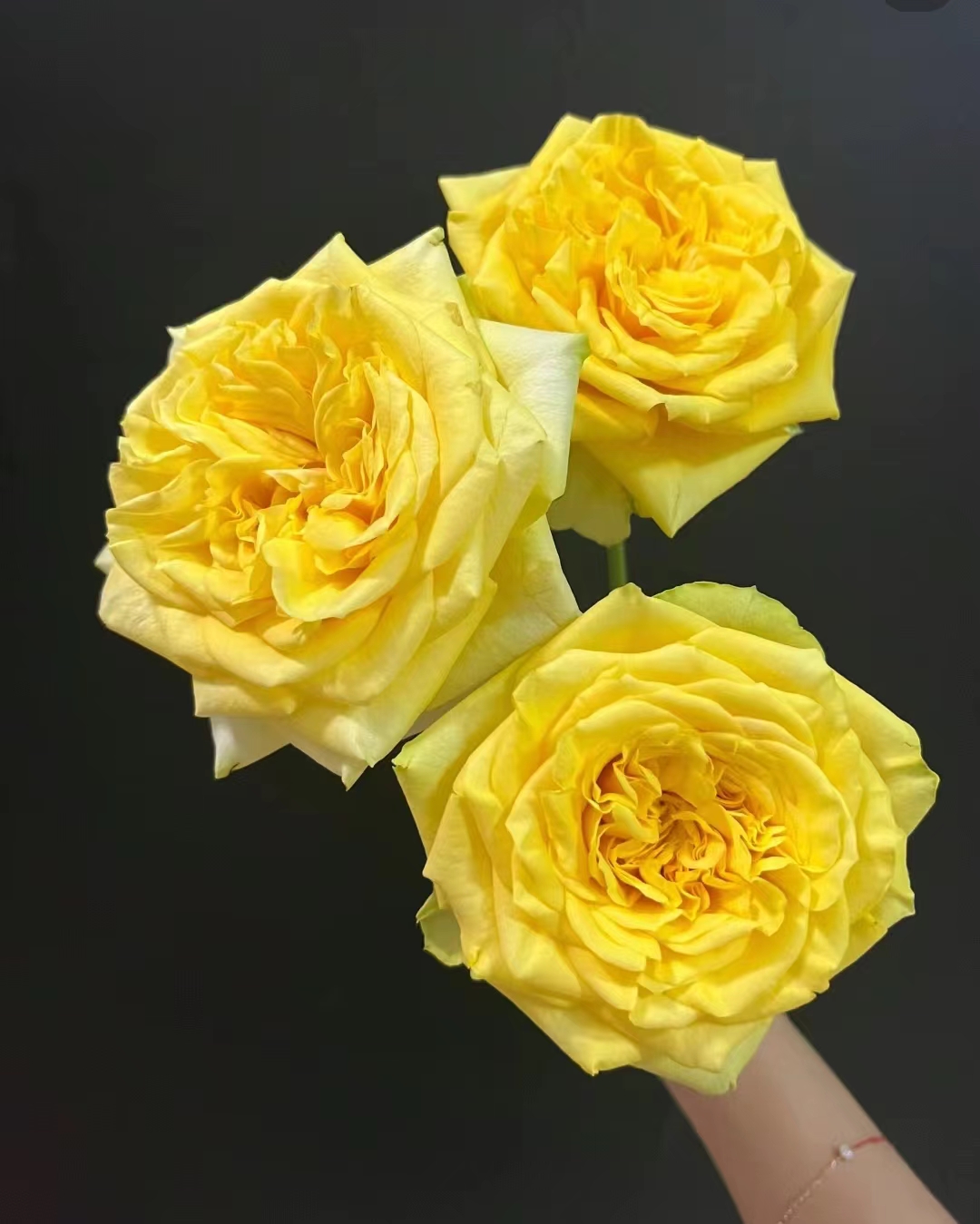 鲜花【契机+粉雪山】云南基地鲜花 同地址两单发冷链