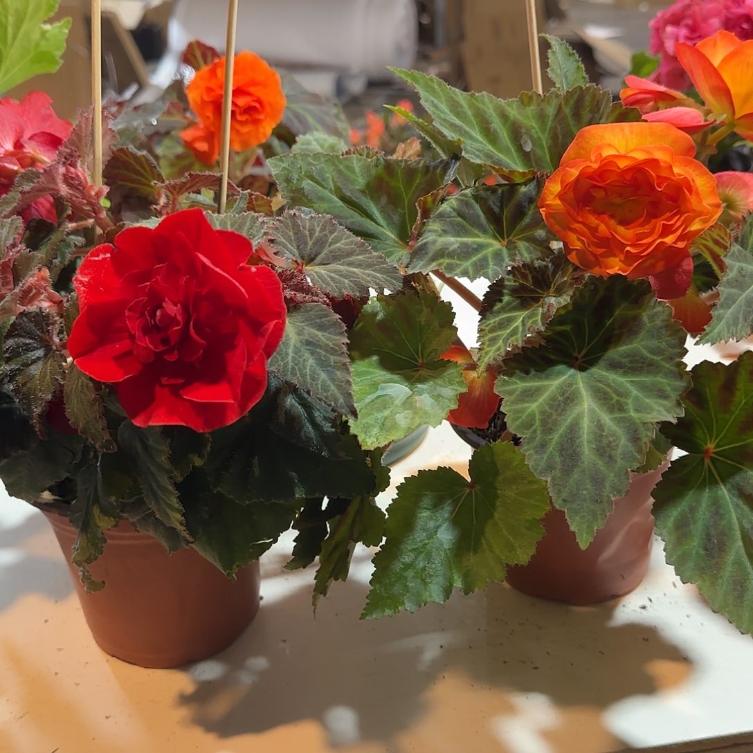 玫瑰红➕火焰 夫妻海棠