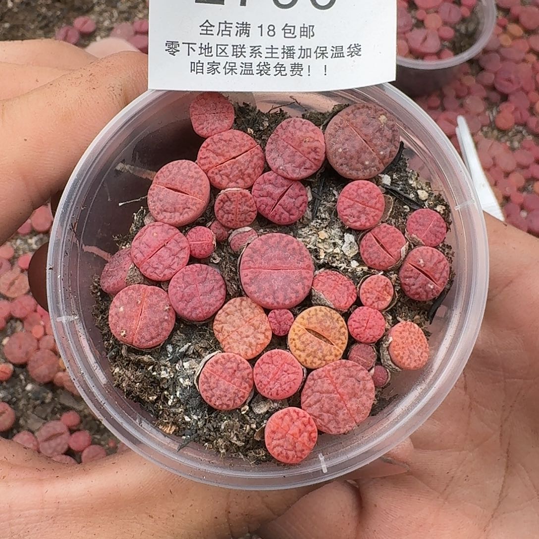 2790 哈哈哈哈哈哈哈