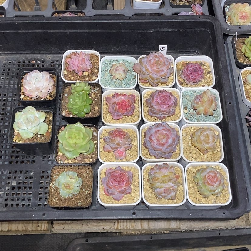 【闪购商品】不****家15号一筐18颗多肉