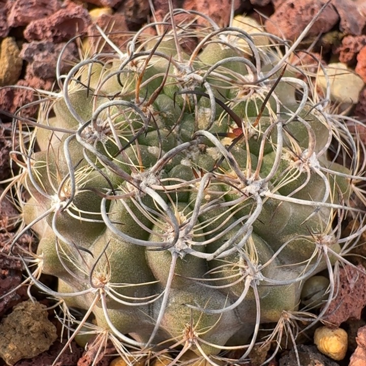 暗黑玉实生仙人球 