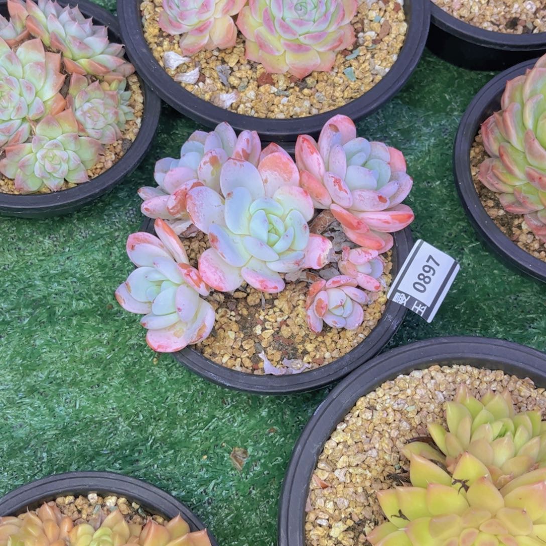 看***淡冷香多肉植物0897