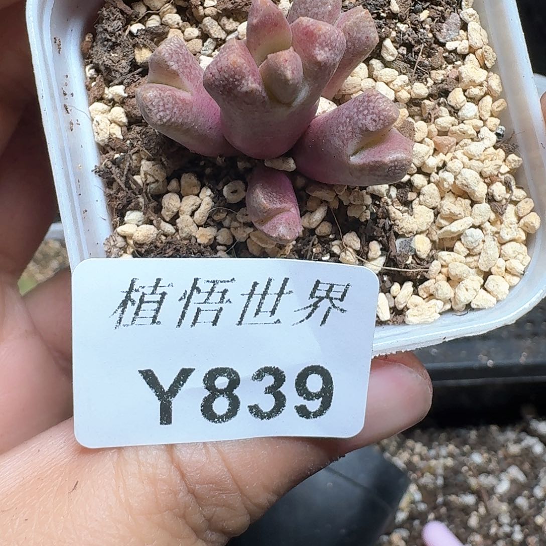 839盒多肉植物哇f f
