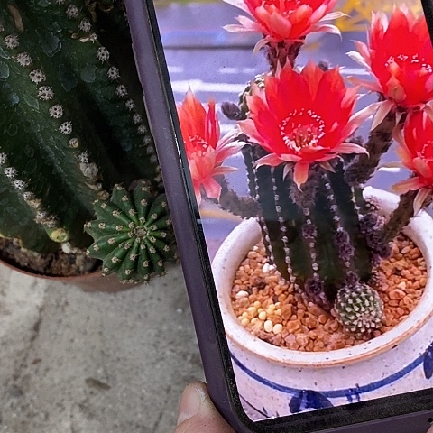 红金刚仙人球，367899