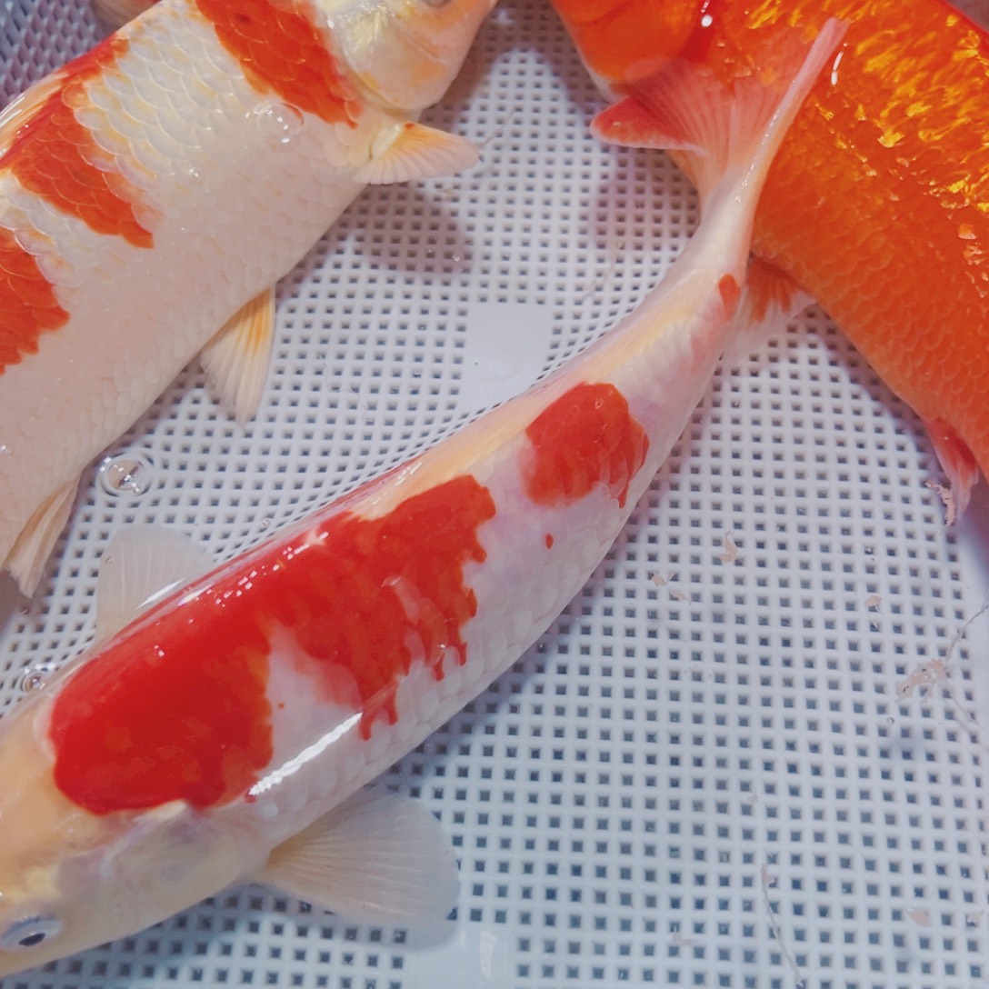 海水鱼锦鲤冷水109