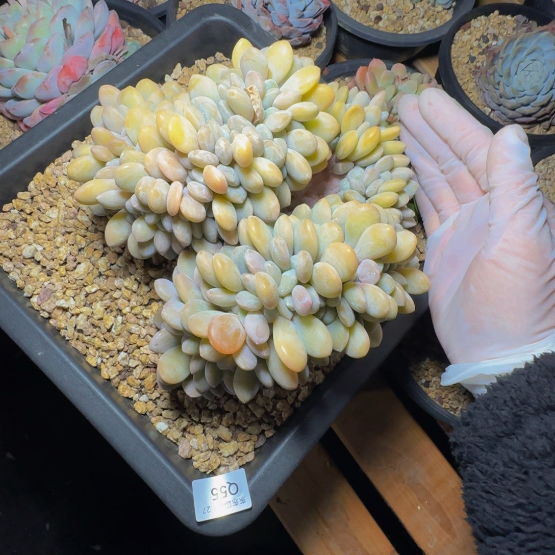 q q q q q q q q 55