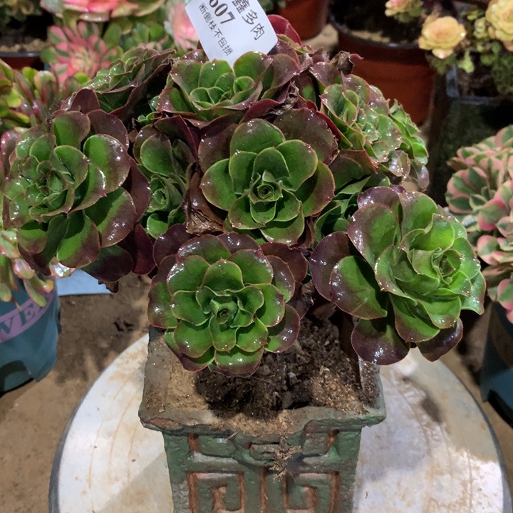 607玫瑰多肉植物特价