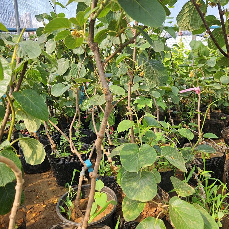 一物一拍龙城猕猴桃果树链接看货下单