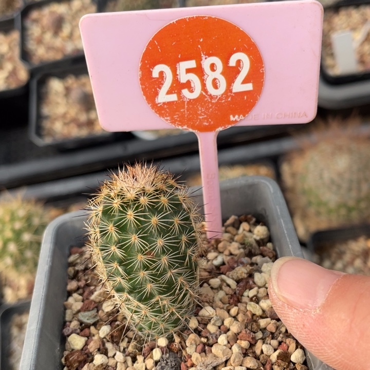 葡***姥实生虾258200000000