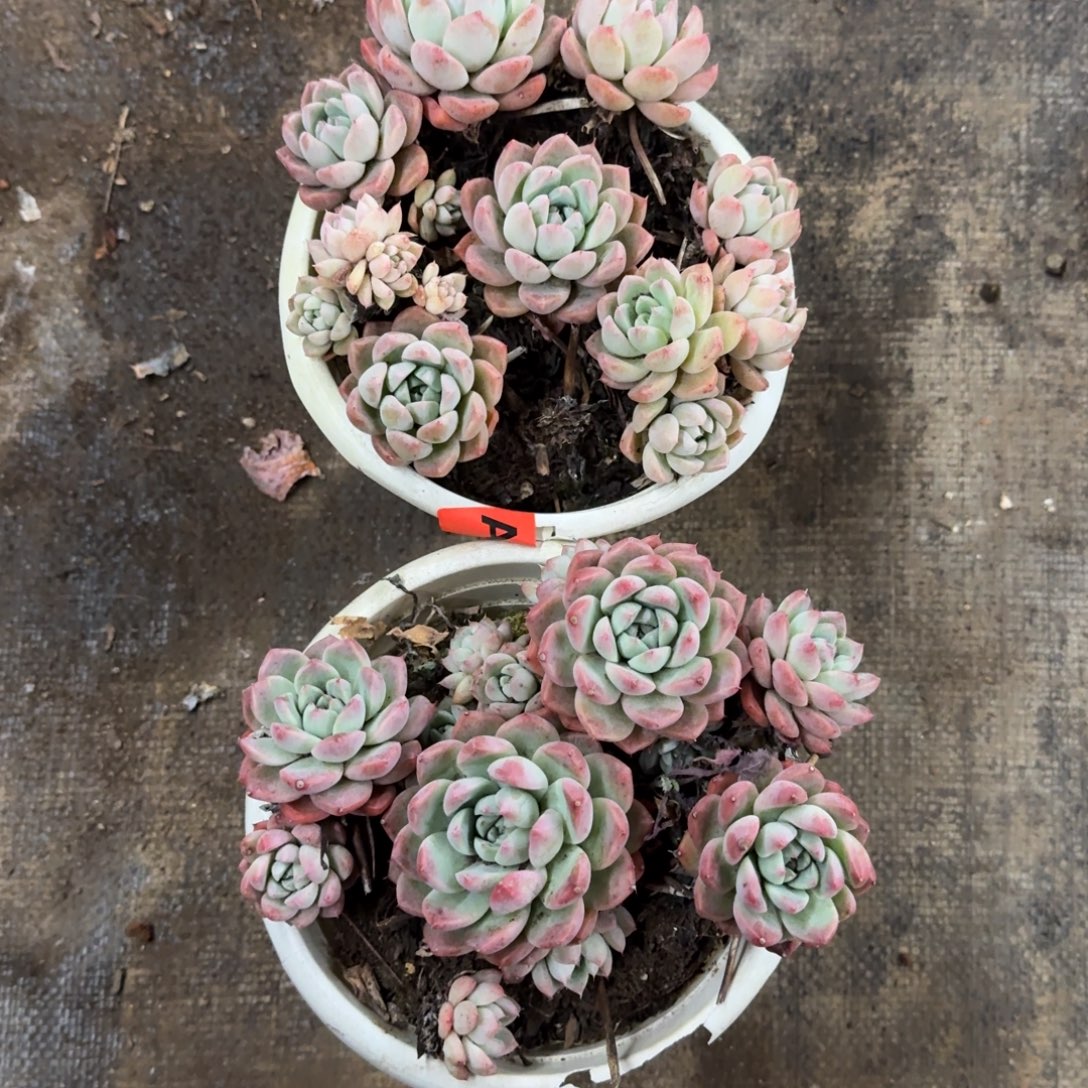 阿尔巴佳人两盆不包掉头