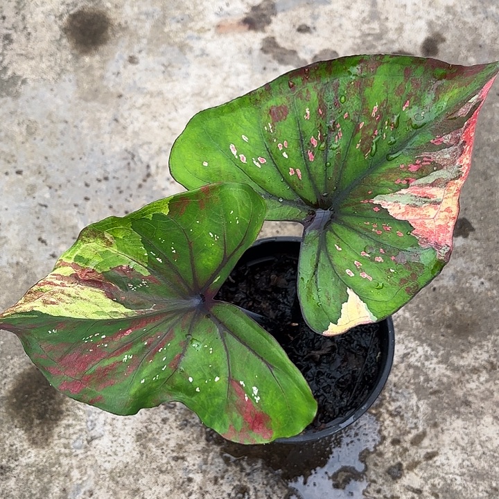 18-1213彩叶芋福利广东现货