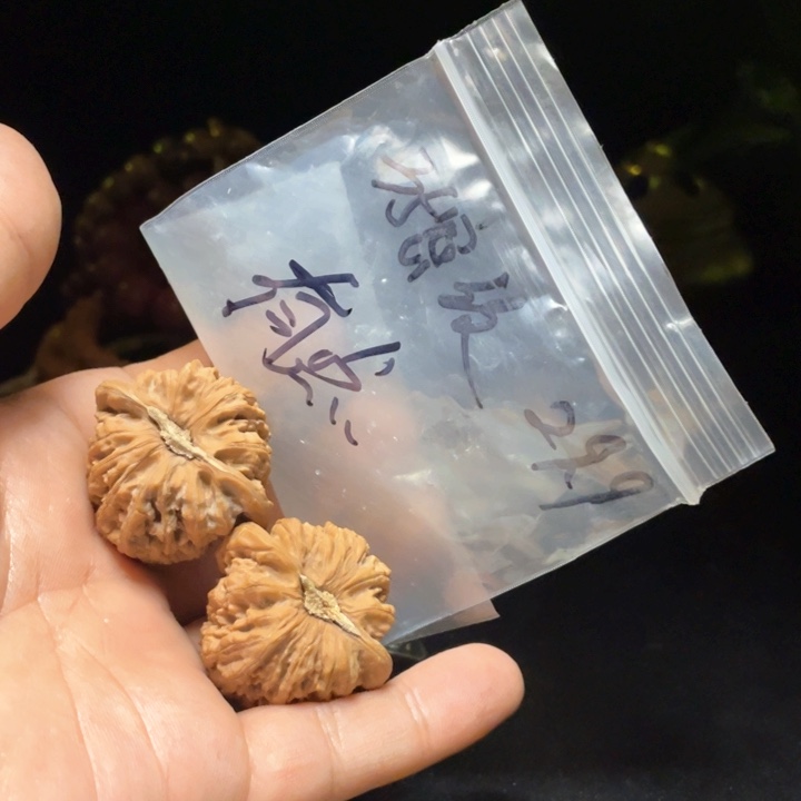 文玩核桃把件有**思红宝石