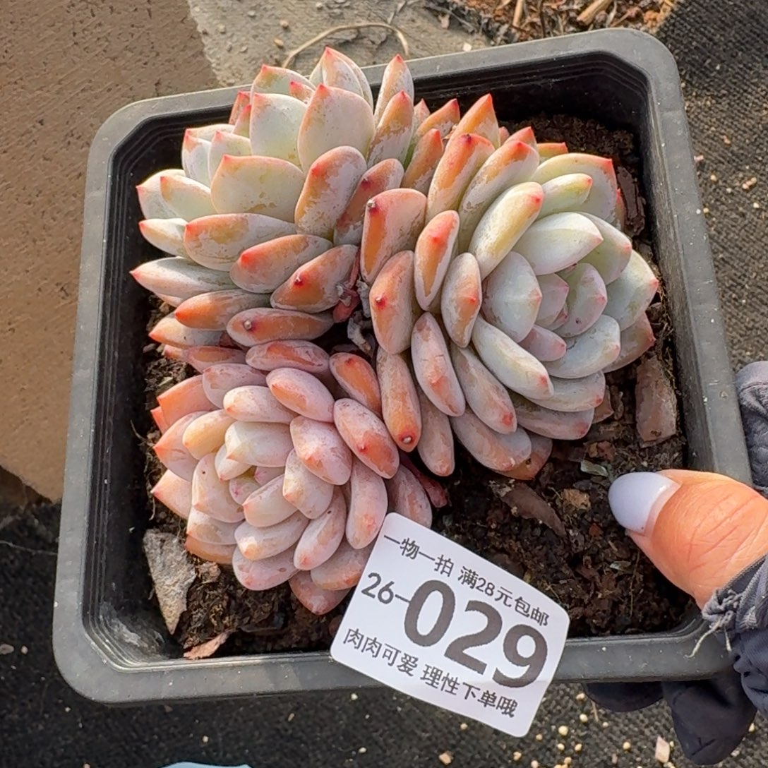 L***y石榴籽无盆土发货