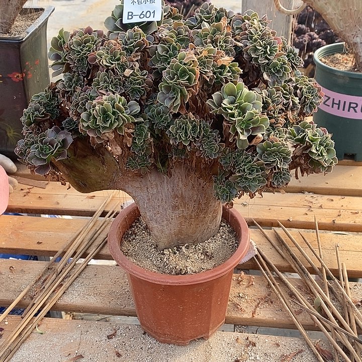 601 玫瑰缀宽35 公分带伤