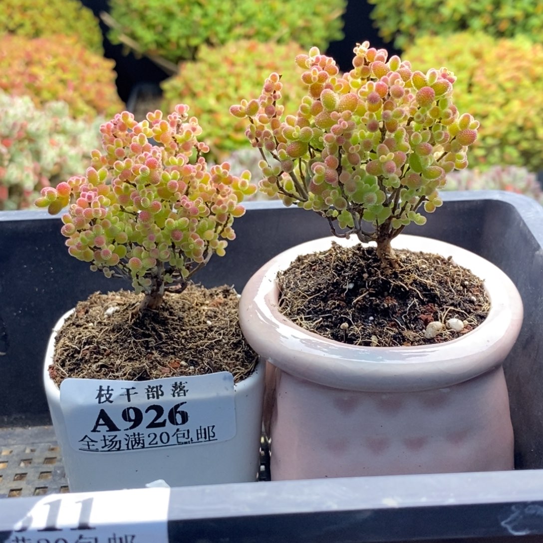 午***冰926蜜橘糖球 。         