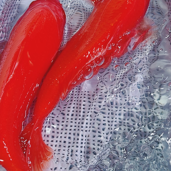 锦鲤锦鲤冷水观赏鱼