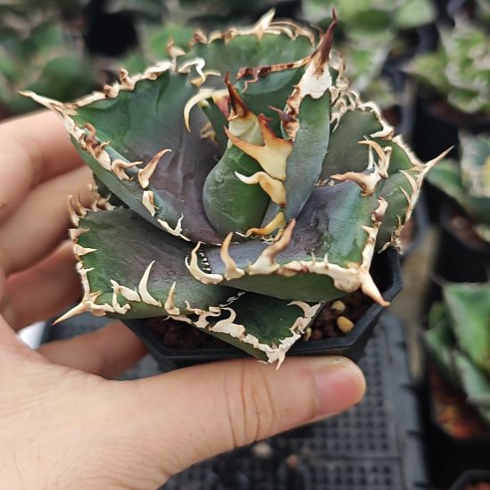 红狮仁王冠龙舌兰