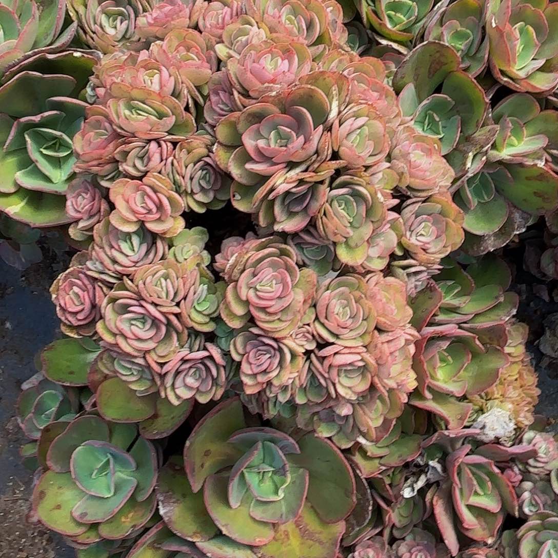 小叶秀妍精选多肉植物