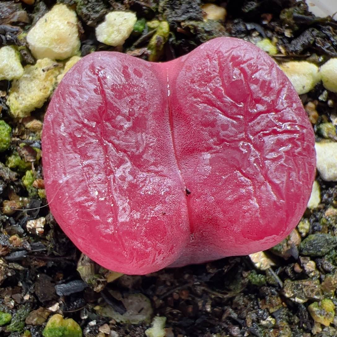 【闪购商品】343 福利