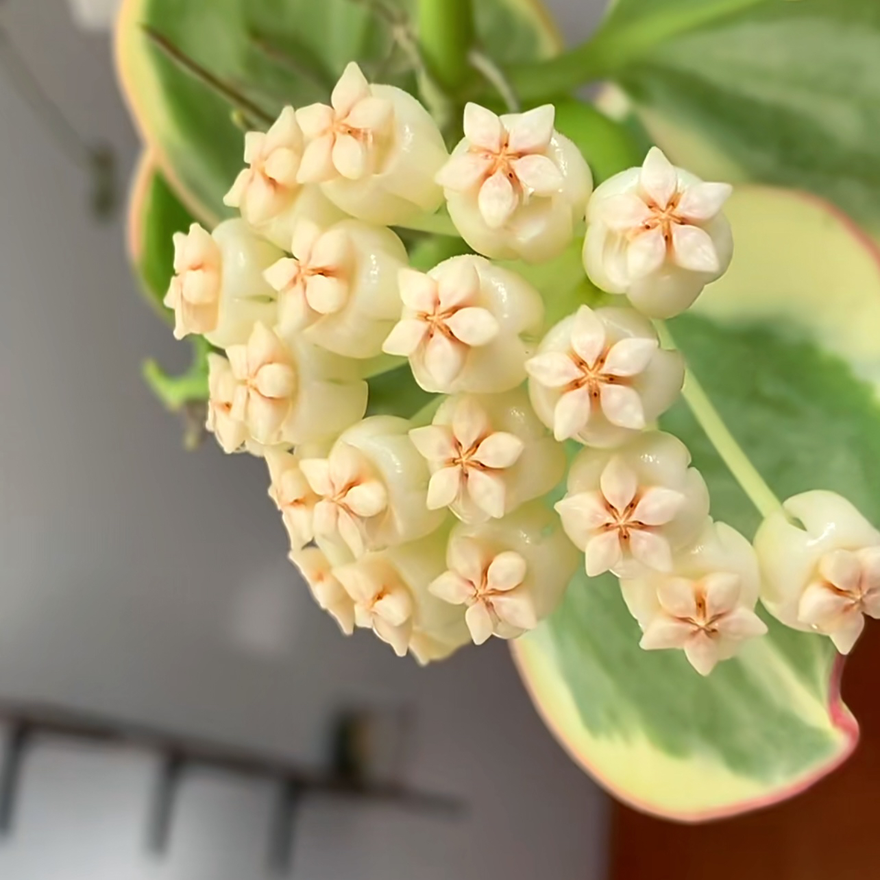 太行【黄金粗曼】球兰养护简单高颜值勤花品种开花甜香